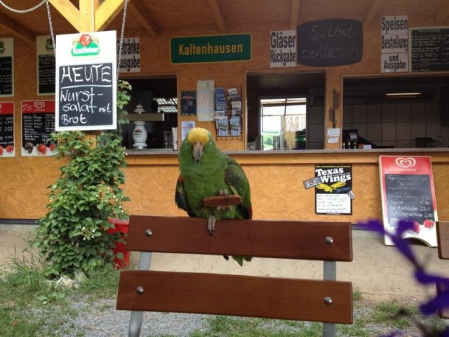 Biergarten an der Mainschleife Kaltenhausen